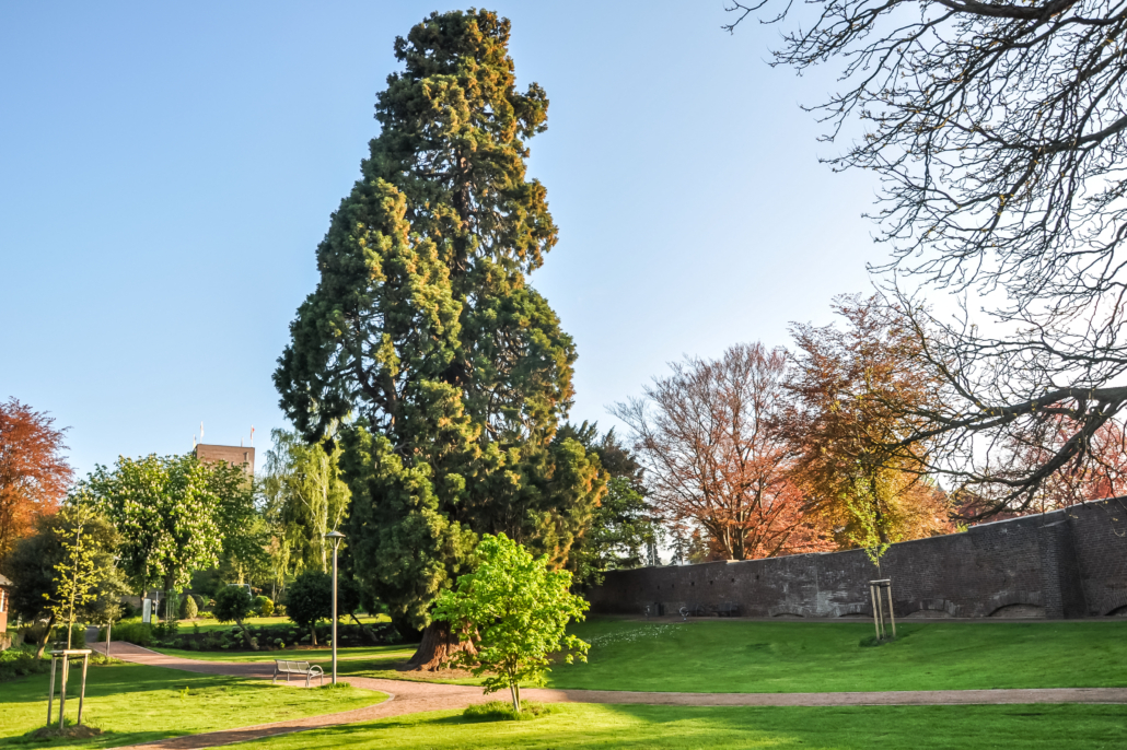 Barrierefreundliche Ferienwohnung, Wassenberg, Mammutbaum, Volker Rütten